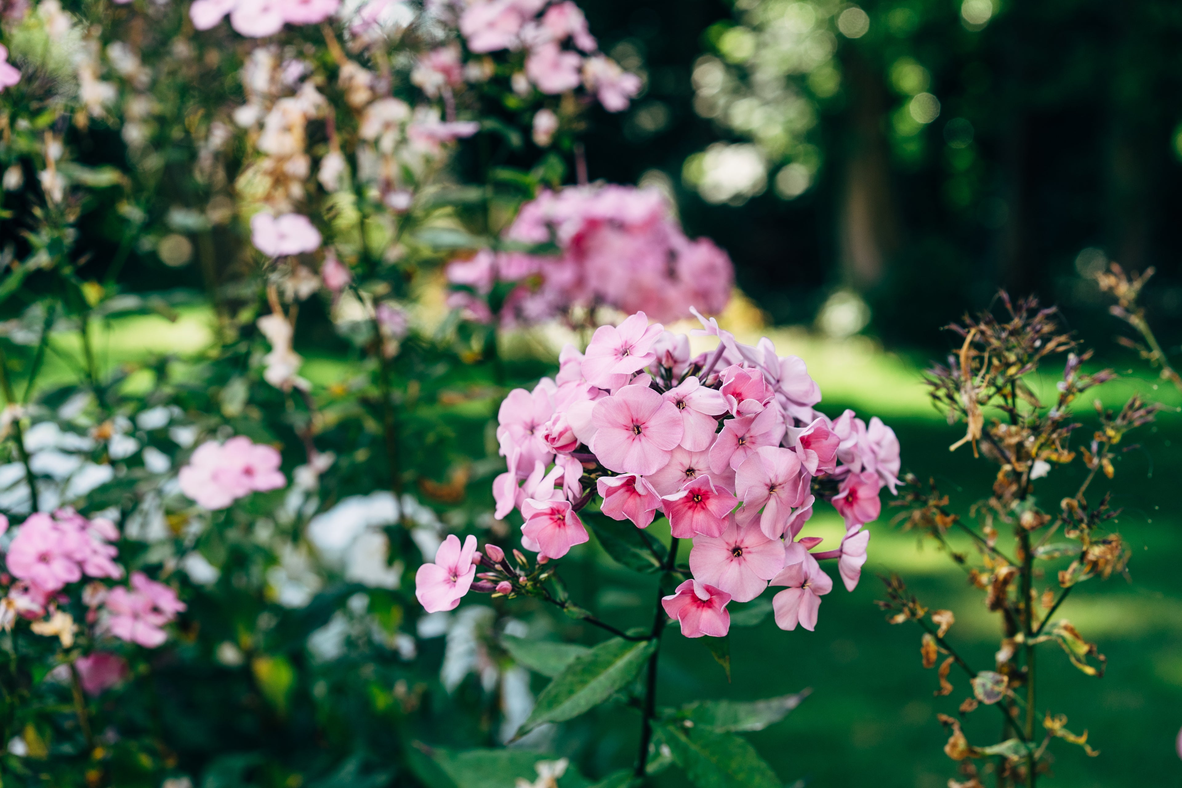 Summer garden of pink flowers in full bloom